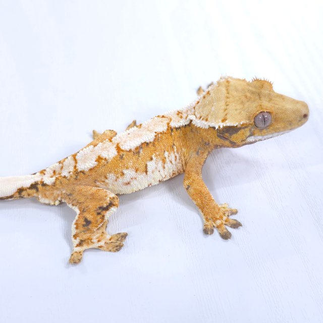 트라이 익스트림할리퀸