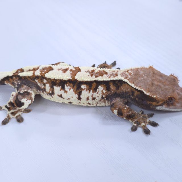 화이트 카푸치노