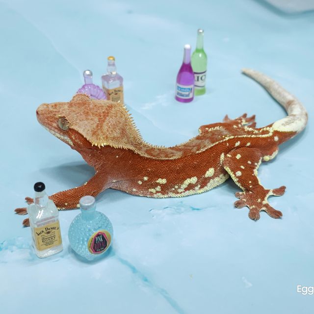 레드 바이 화이트포트홀