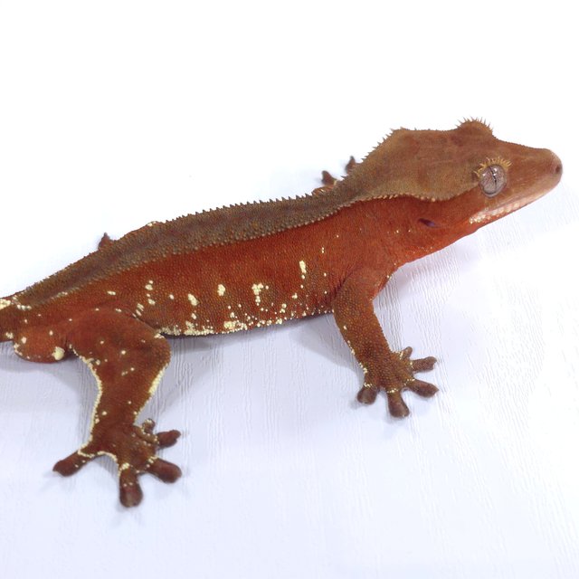 레드 바이 화이트포트홀