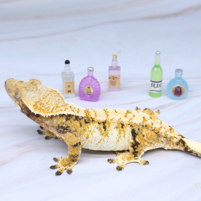 트라이 익스트림할리퀸 화이트