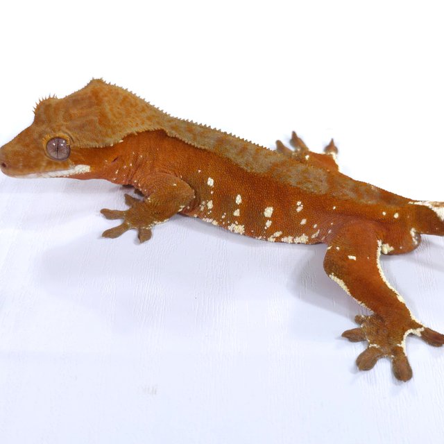 레드 바이 화이트포트홀