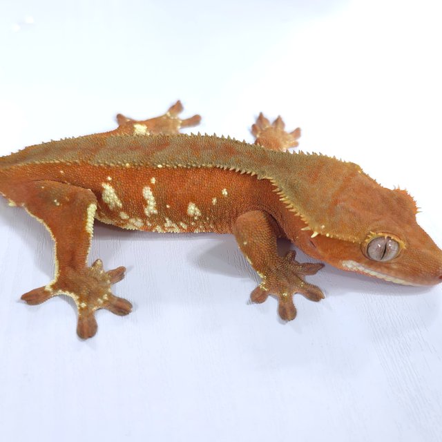 레드 바이 화이트포트홀