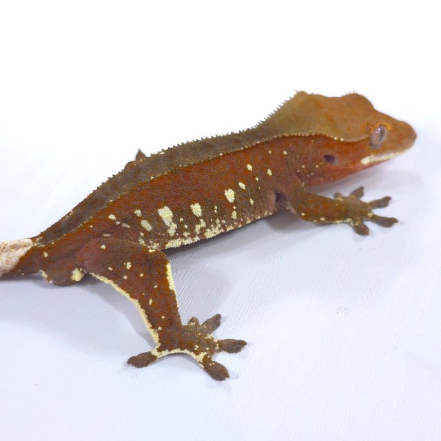 레드 바이 화이트포트홀