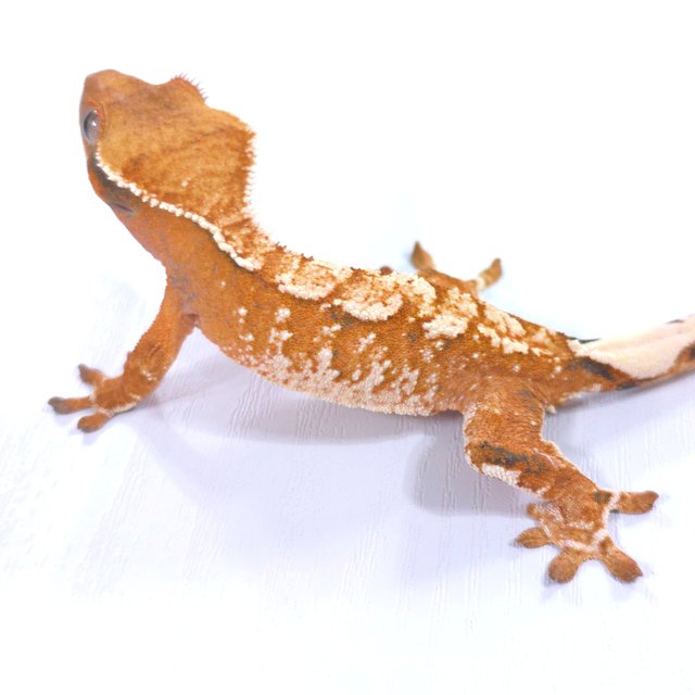 트라이 익스트림할리퀸