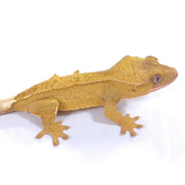 옐로우 팬텀 벅스킨