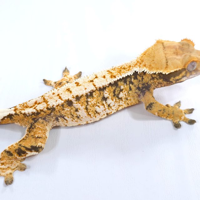 트라이 익스트림할리퀸 화이트스팟