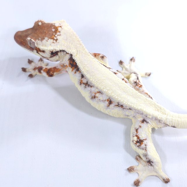 릴리 세이블