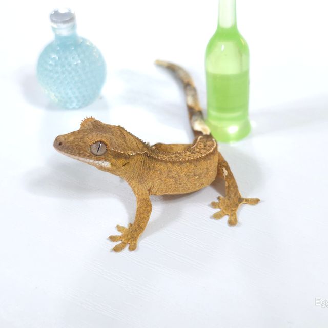 벅스킨 옐로우
