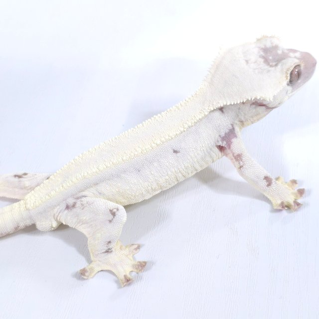 릴리 세이블