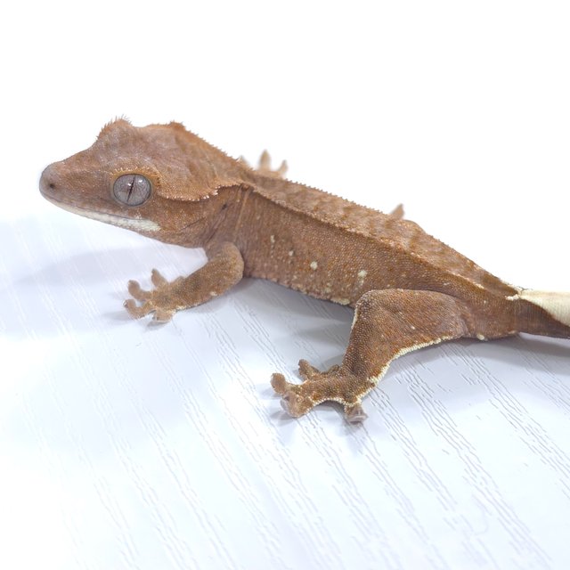 레드 바이 화이트포트홀