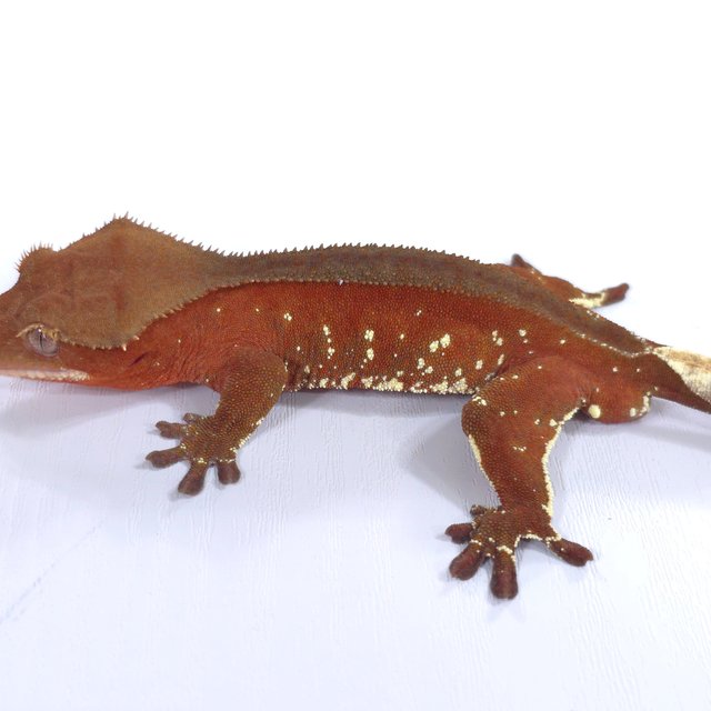 레드 바이 화이트포트홀