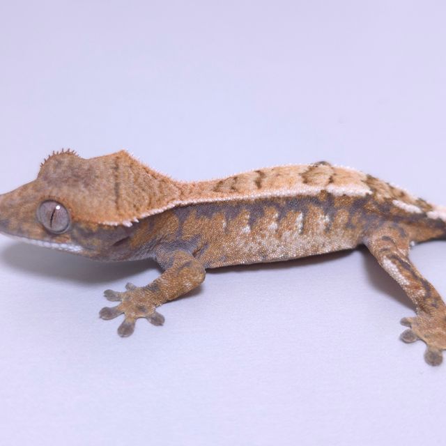 세이블