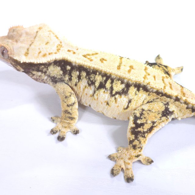 트라이 익스트림할리퀸 드리피