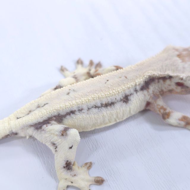 릴리 세이블