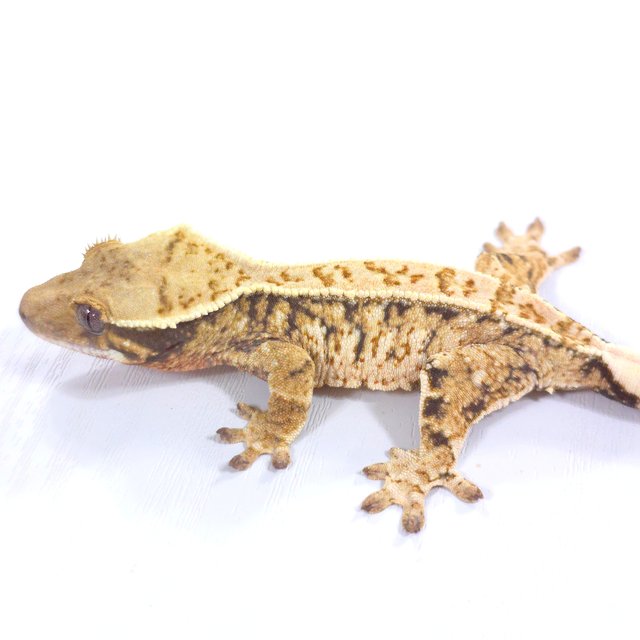 트라이 익스트림할리퀸 드리피