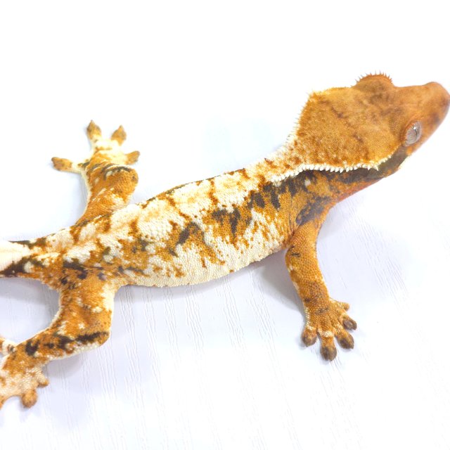 트라이 익스트림할리퀸