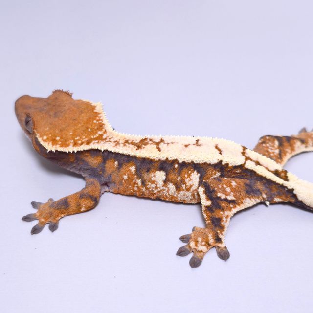 세이블