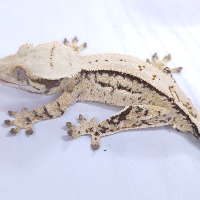 쿼드 풀핀