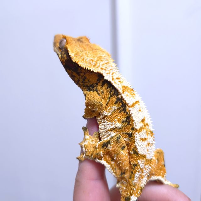 트라이 익스트림할리퀸 텐저린