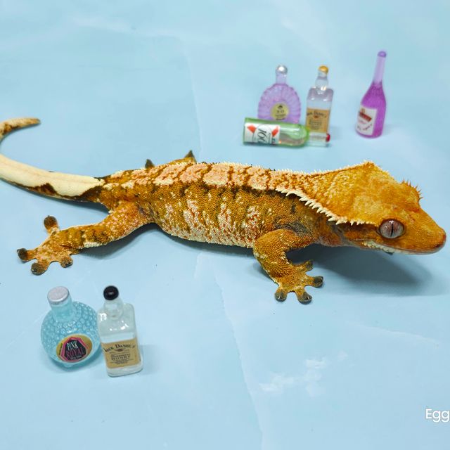 노멀 트라이 익스트림할리퀸