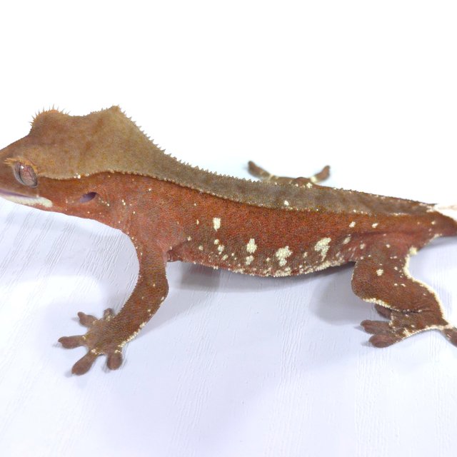 레드 바이 화이트포트홀