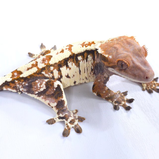 화이트 카푸치노