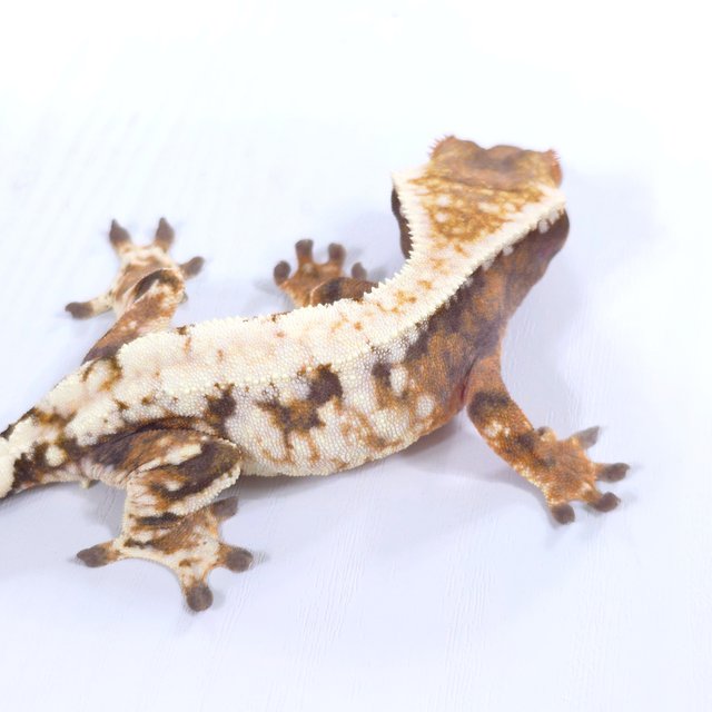 트라이 드리피 화이트스팟 카푸치노