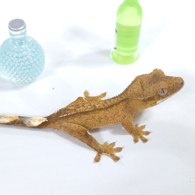 벅스킨 옐로우