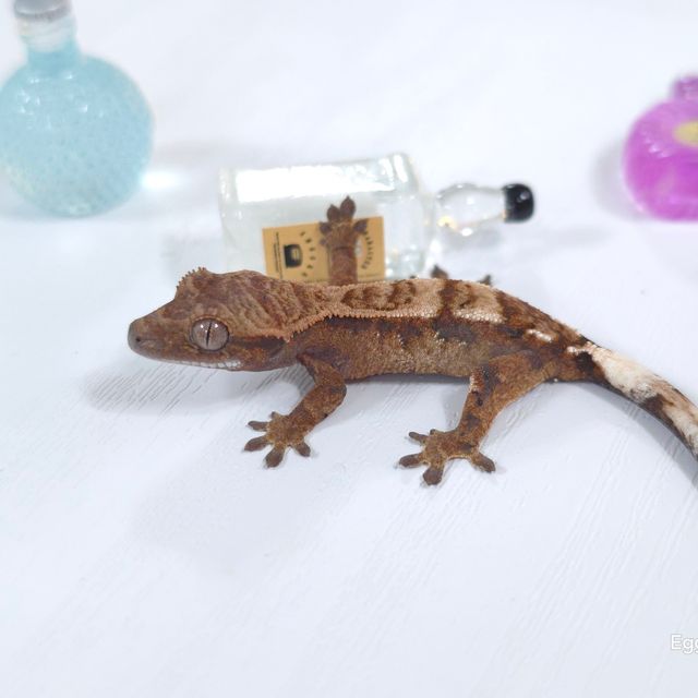 세이블 텐저린