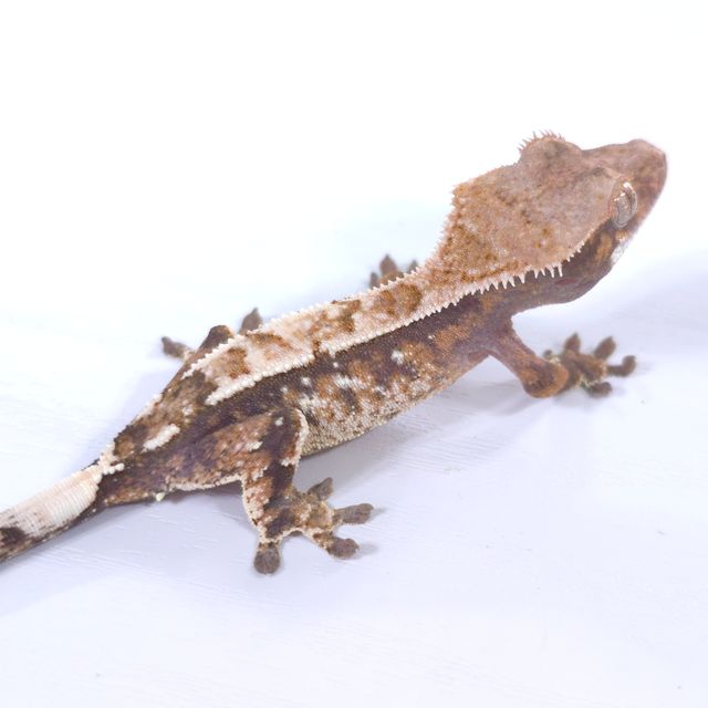 세이블