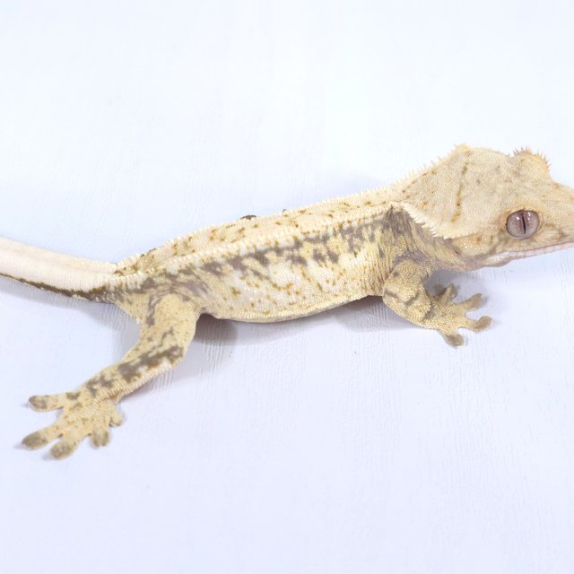 드리피 화이트스팟