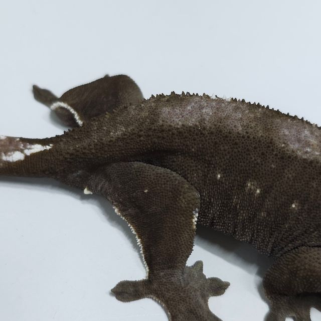 아잔틱
