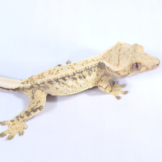 드리피 화이트스팟