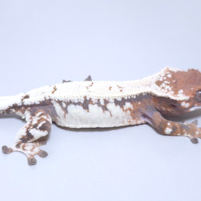 세이블