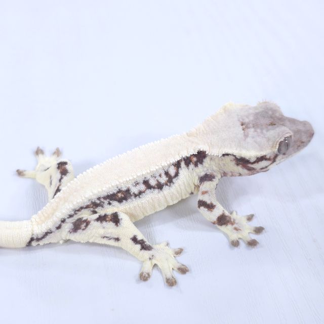 릴리 세이블 화이트