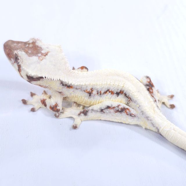 릴리 세이블