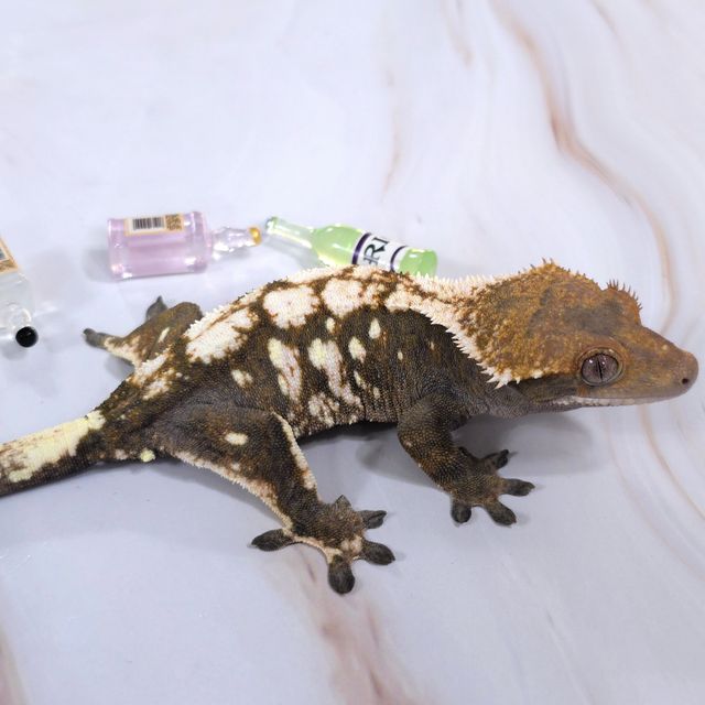세이블