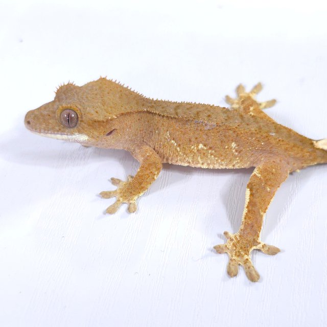 레드 바이 화이트포트홀