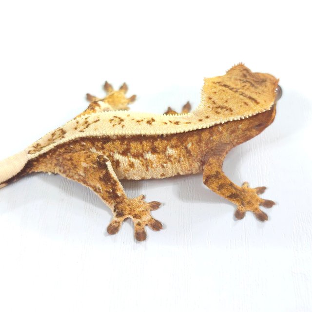 레드 트라이 익스트림할리퀸