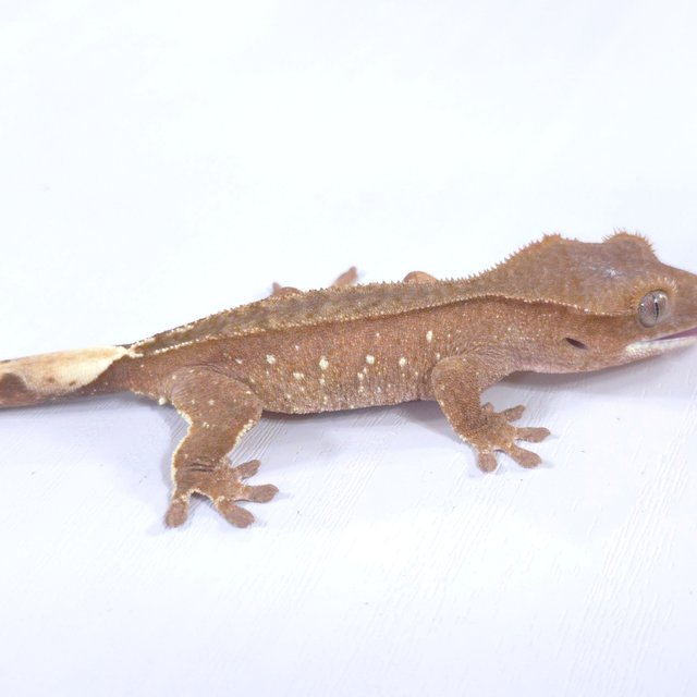 레드 바이 화이트포트홀