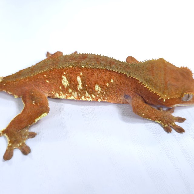 레드 바이 화이트포트홀