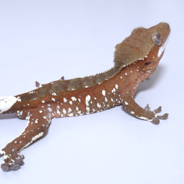 레드 바이 화이트포트홀