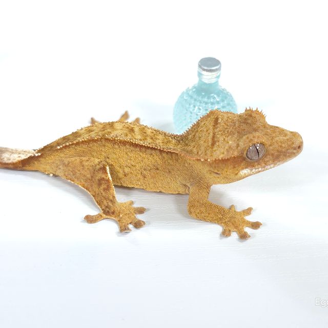 벅스킨 옐로우