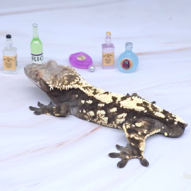 세이블