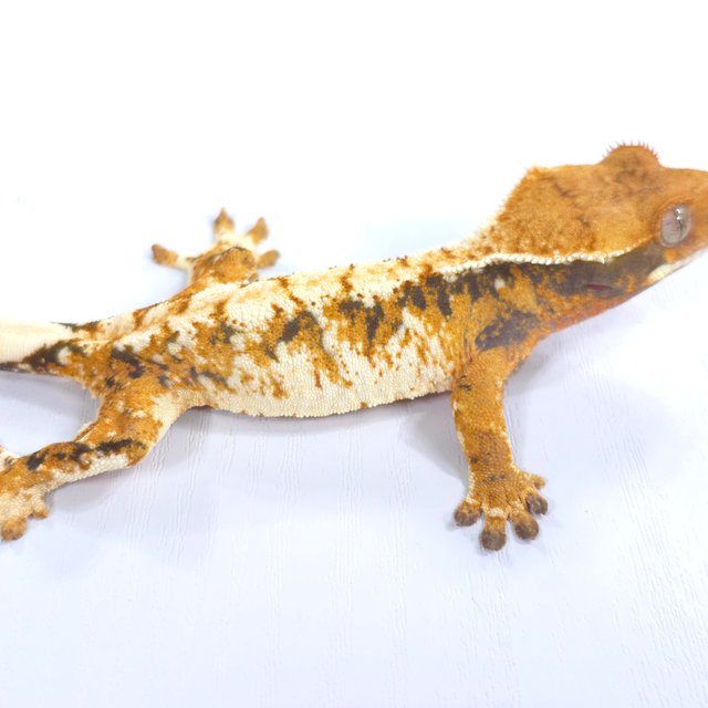 트라이 익스트림할리퀸