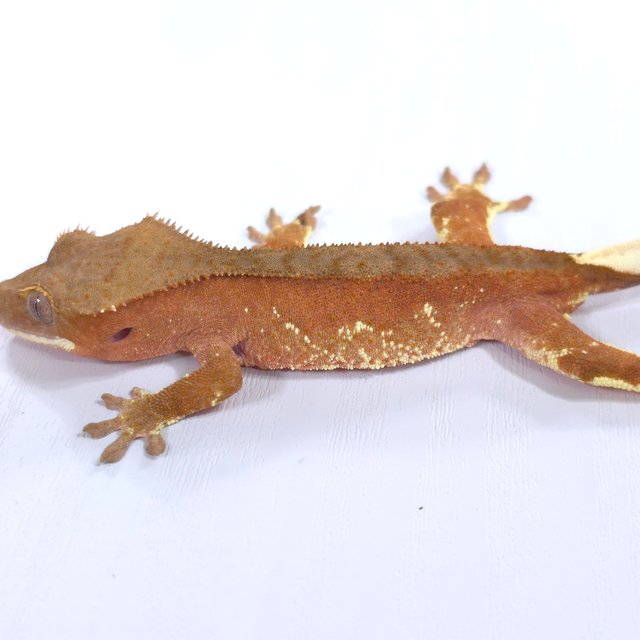 레드 바이 화이트포트홀