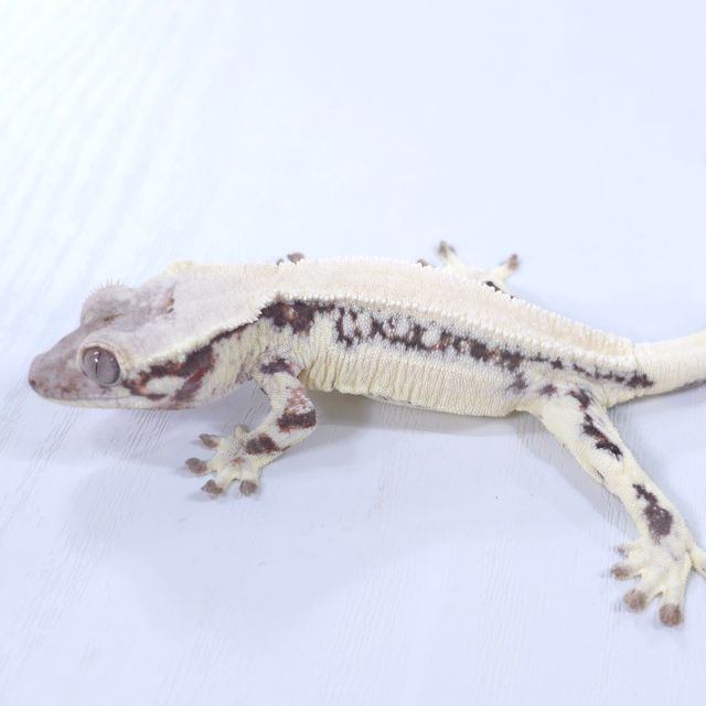 릴리 세이블 화이트