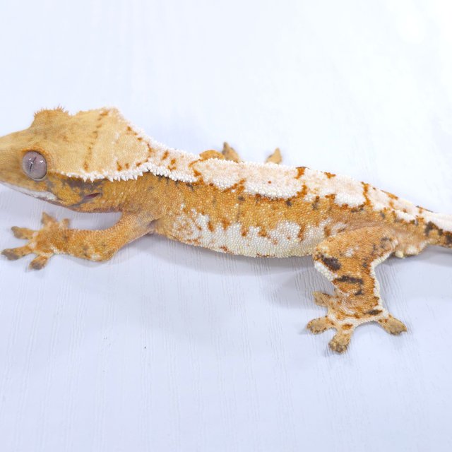 트라이 익스트림할리퀸