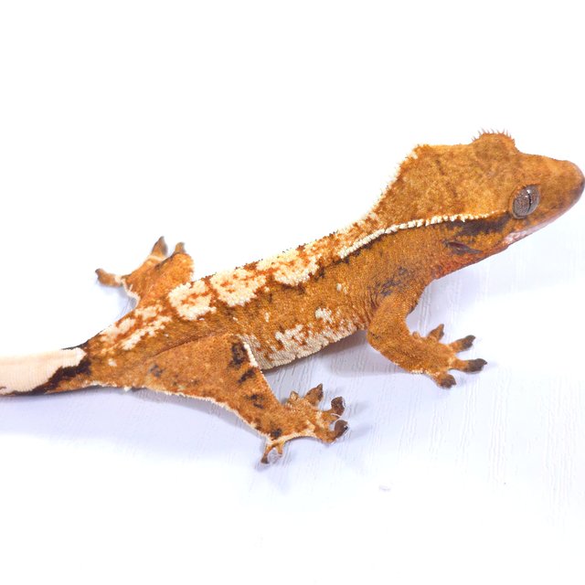 트라이 익스트림할리퀸